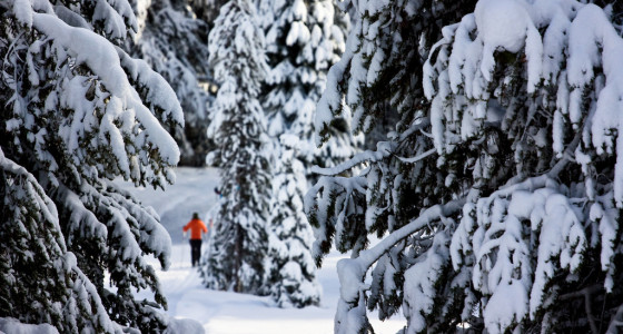Skiing In Your Backyard Image