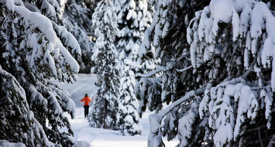 Missoula Nordic Ski Club is grooming Lolo Pass this season! Image