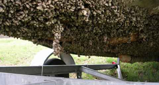 Montana’s invasive mussel response swings into gear April 15 Image